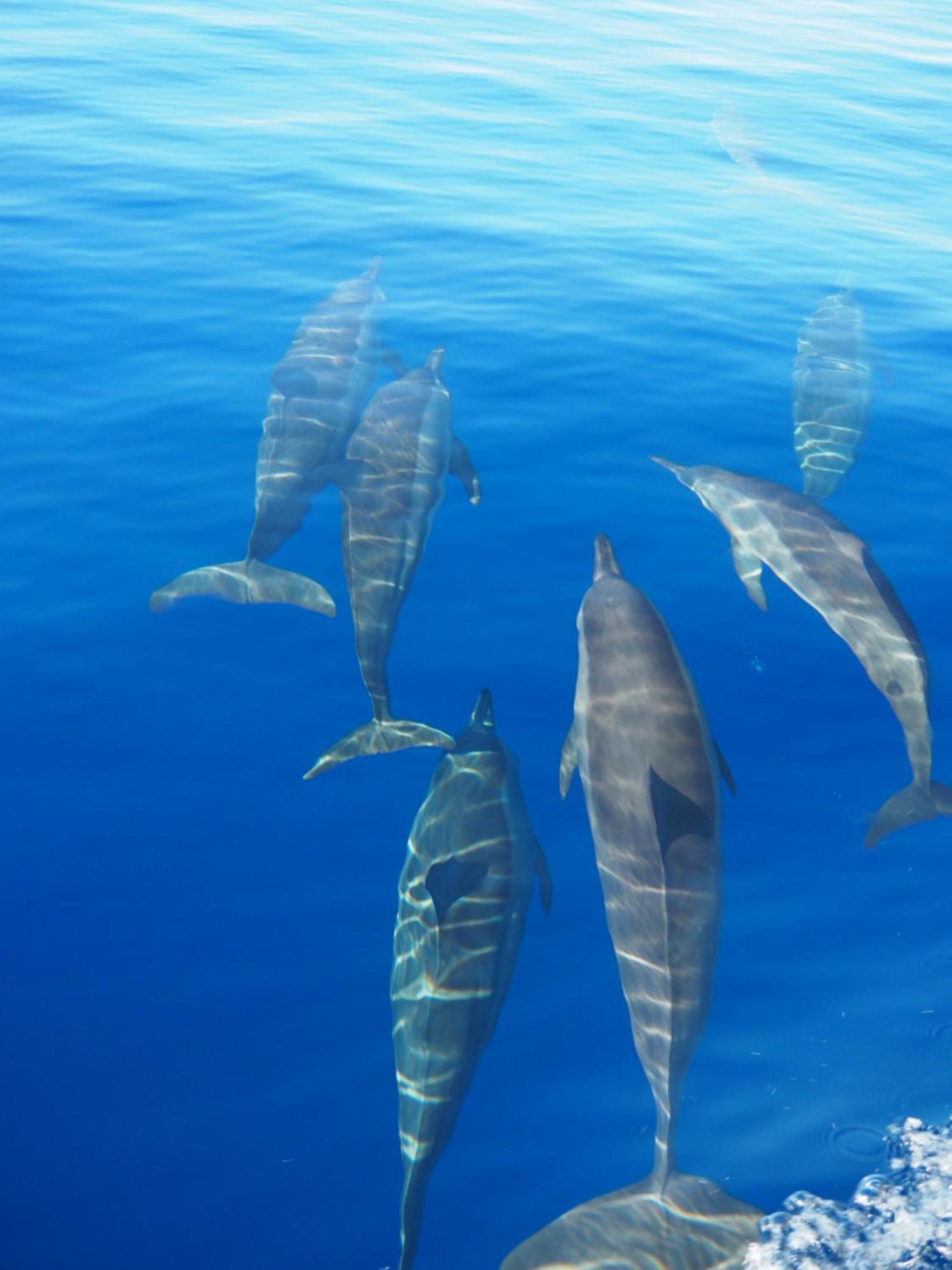 מלון דיפושי Club Kaafu Maldives מראה חיצוני תמונה